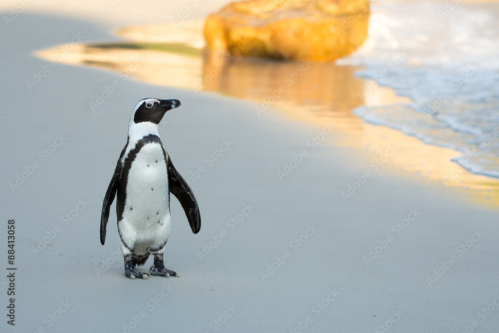 Obraz premium African penguin on the beach