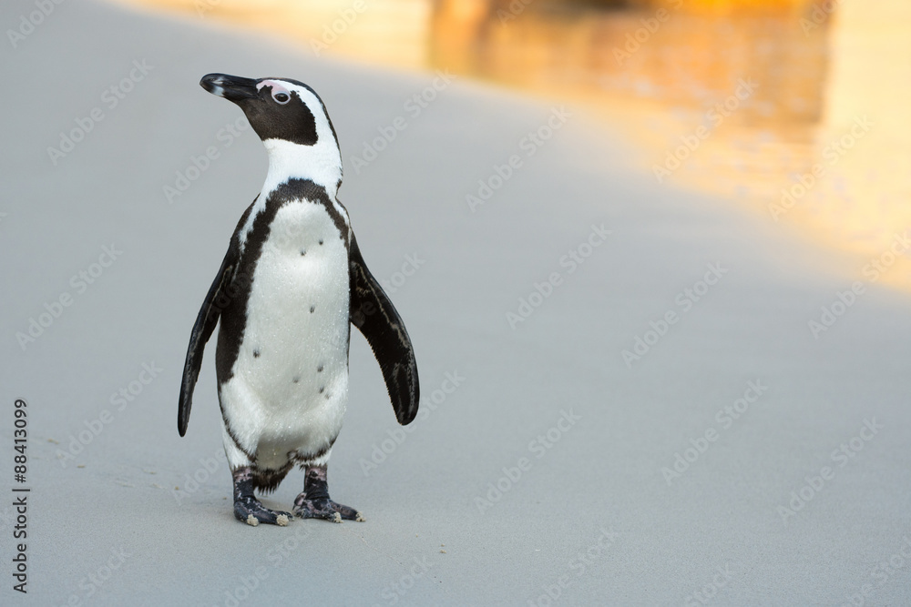 Naklejka premium Afrykański pingwin na plaży