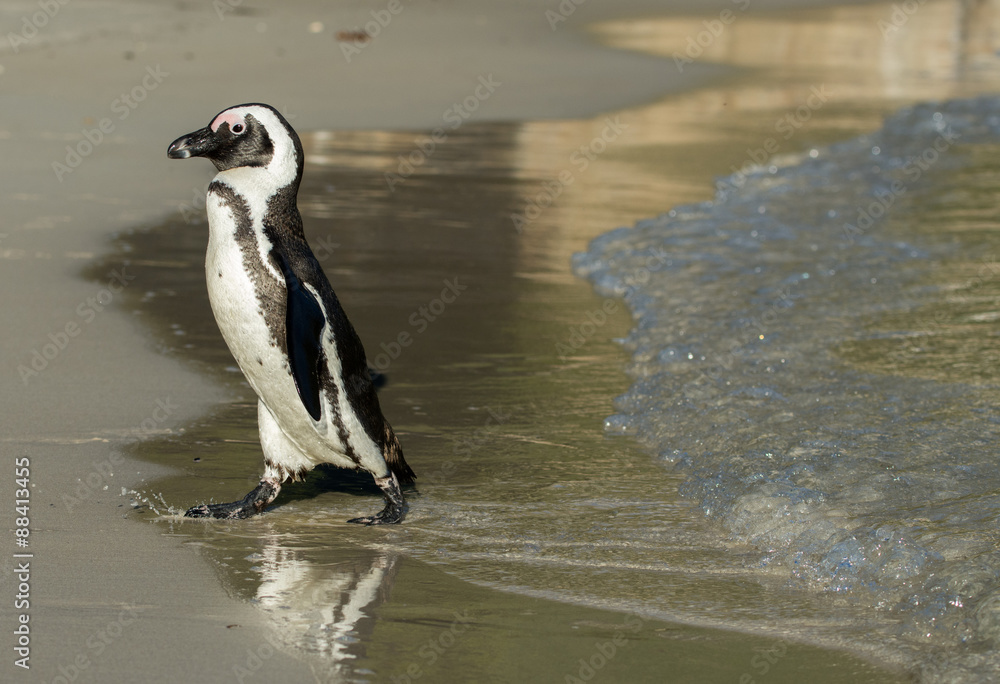 Fototapeta premium African penguin on the beach
