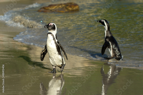Two African penguins on the beach © Tony Campbell