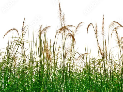 reeds of grass isolated on white background