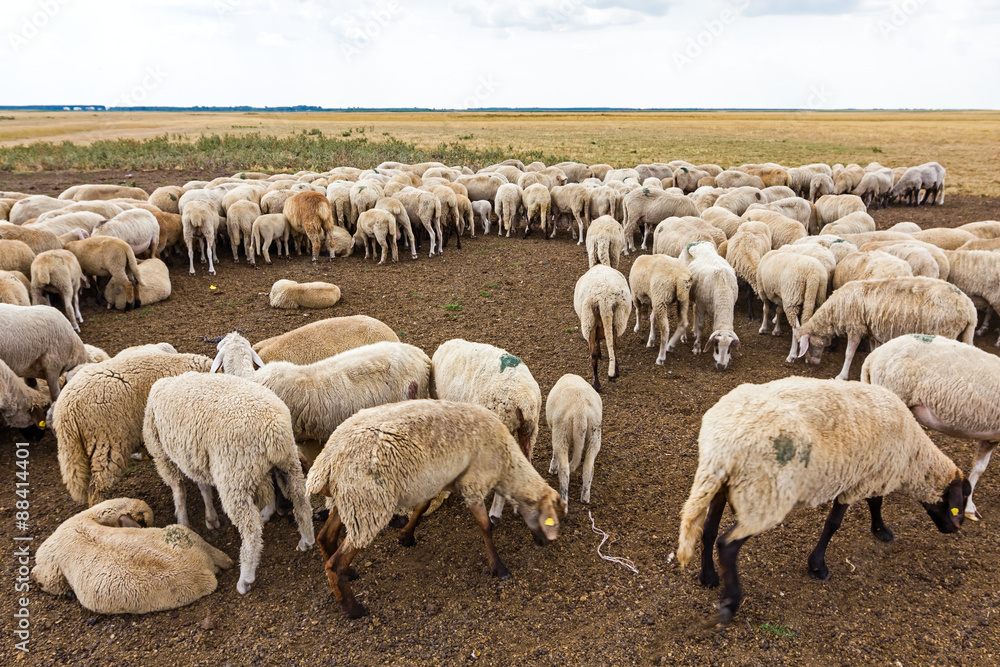 Flock sheep are resting on meadow. Flock sheep are resting on meadow.
