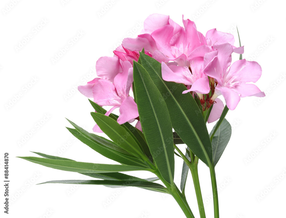 Pink Oleander Pink Oleander