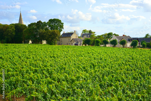 Weinanbau bei der Loire Frankreich