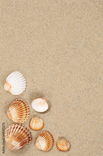 Strandszene Sand Strand im Urlaub mit Muscheln und Textfreiraum