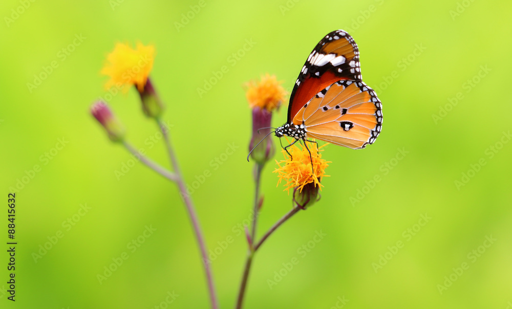 Fototapeta premium Monarch Butterfly with reed of grass and green environment background