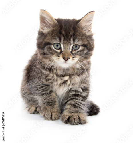 Cute baby tabby kitten on white