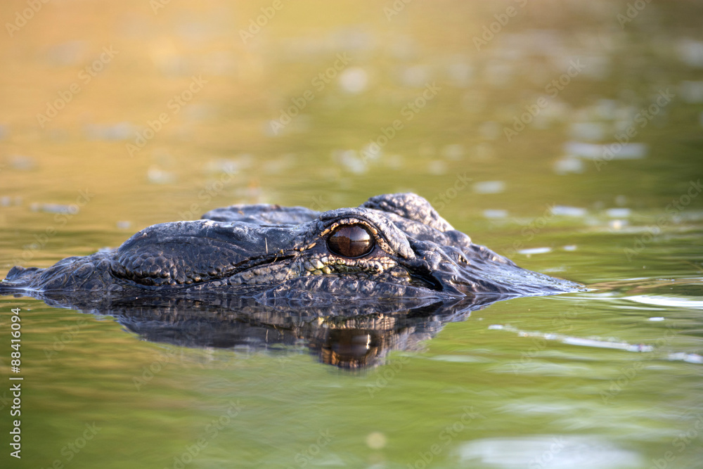 Large American alligator in The water Large American alligator in The water