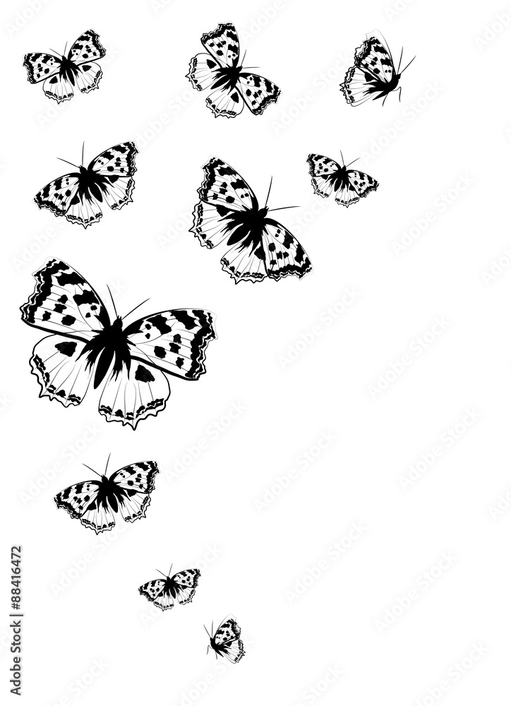 Obraz premium butterflies design