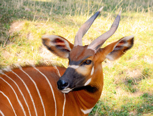 Wandcirkels Antilope Oostelijke bongo intense blik close-up  © Moneynetar 