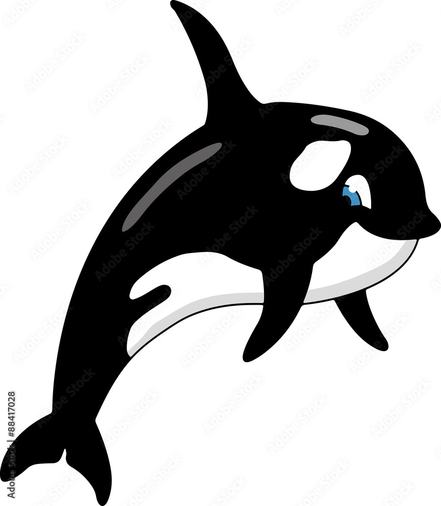 Obraz premium Schwertwal