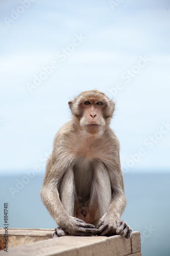 Thai monkey and the sea