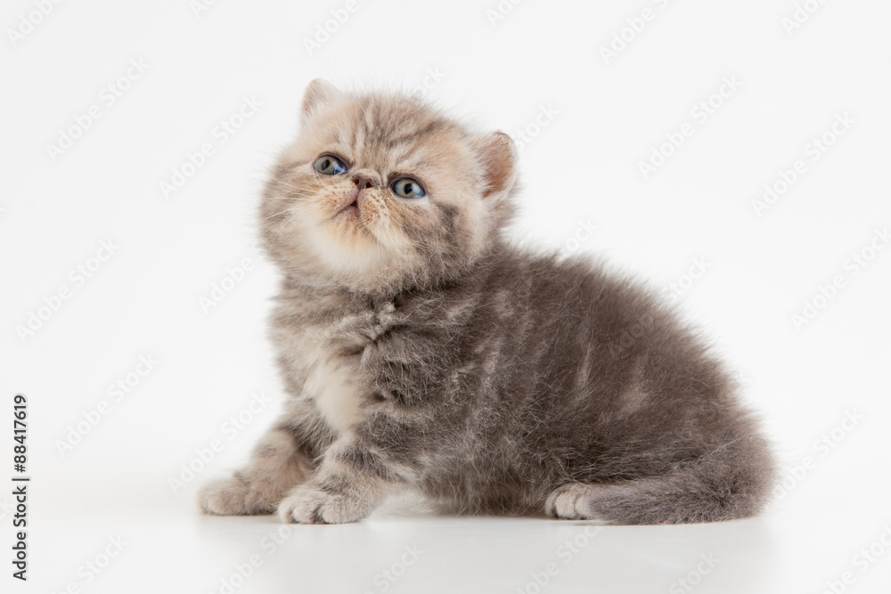 Fototapeta premium Gatitos