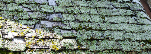 House Roof with Algae