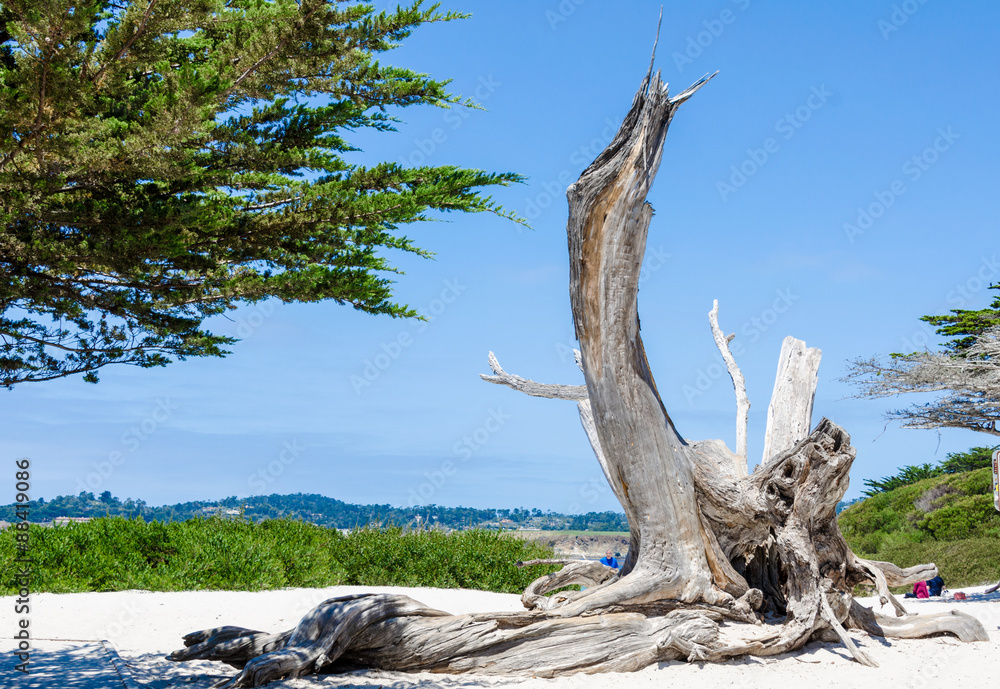 Dry Tree Trunk on Sandy Beach