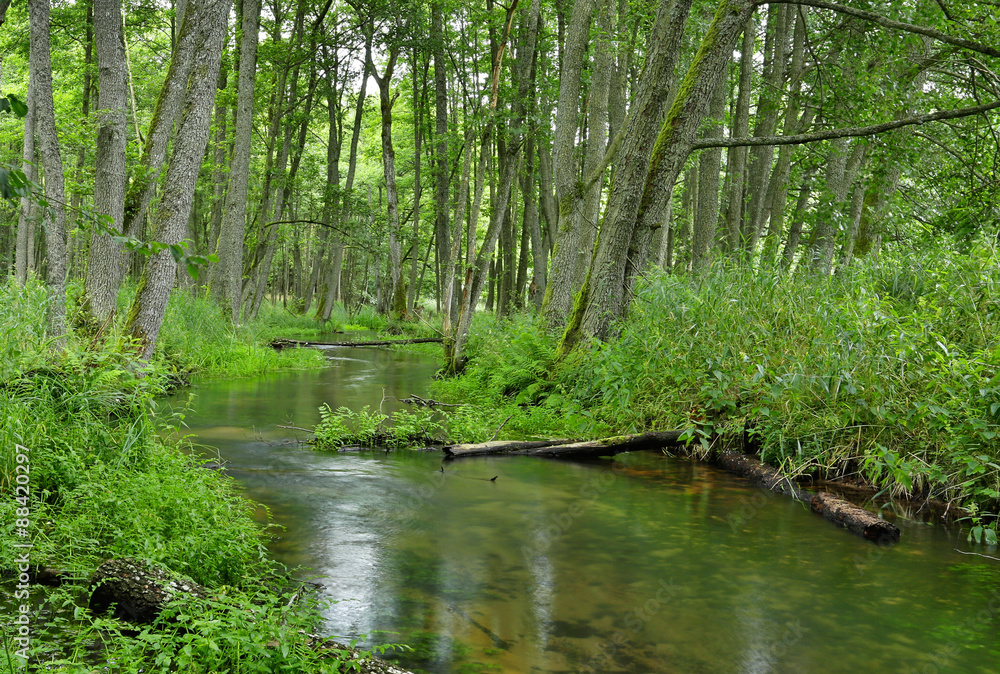 Obraz premium Poland.Pomerania.Kulawa river in summer.Horizontal view