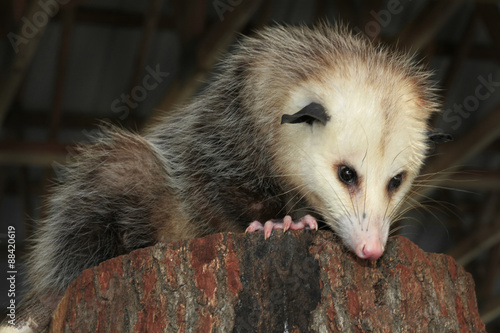 Mature Opossum Looking Down From Inside a Barn