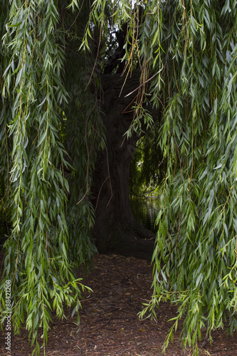 Entrata negli alberi