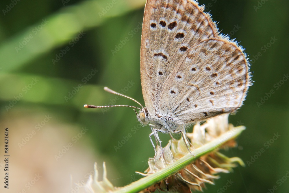 Obraz premium butterfly on leafs