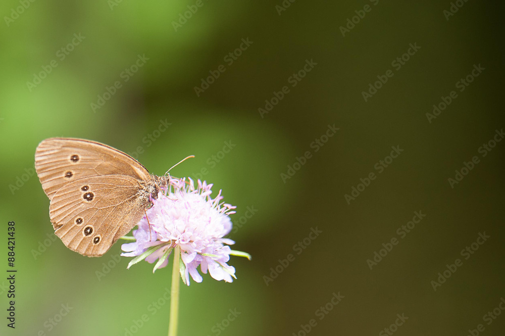 Fototapeta premium farfalla