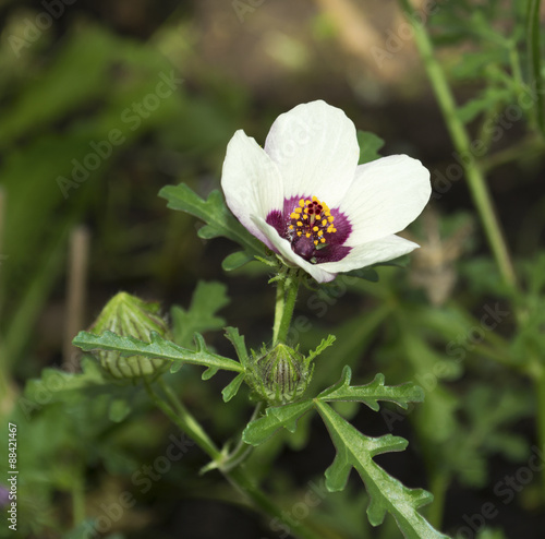 Flower of an Hour Hibiscus Trionum  photo