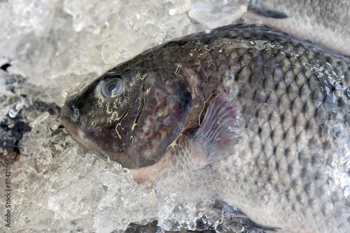 Tilapia exposed in fish market