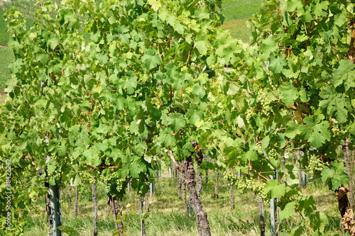 Vine stock in the vineyard