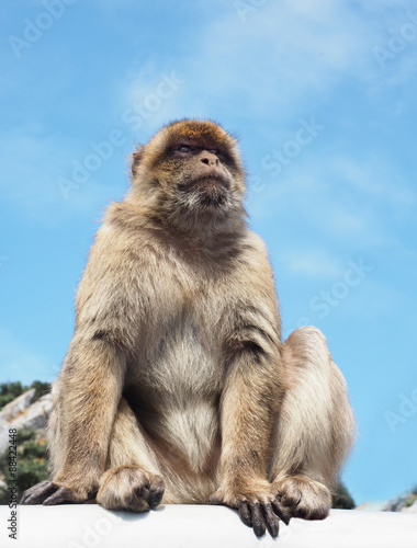 Barbary Ape or Macaque Monkey of The Rock of Gilbraltar © sdbower
