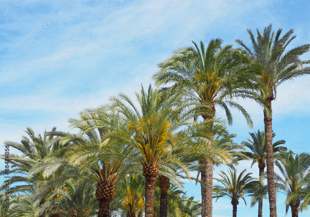 Date Palms Along the Prominade of Palma de Mallorca, Spain
