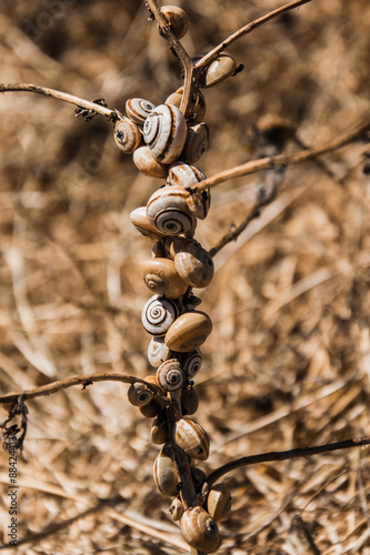 Snails dried out while eating a plant