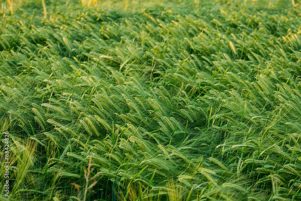 green fields in germany green fields in germany