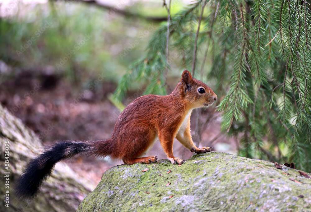Forest squirrel Forest squirrel