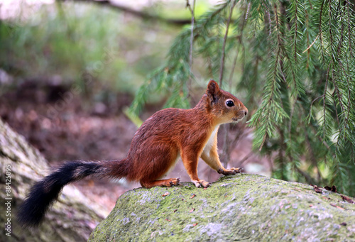 Forest squirrel