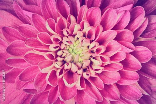 Dahlia flower petals pattern close-up. Background