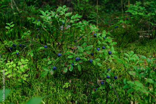 Bush of a ripe bilberry in the summer closeup © radiomarlena