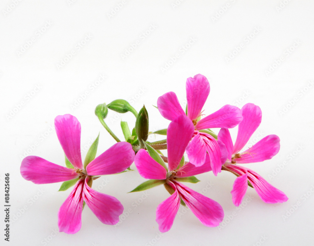Geranium Flowers Geranium Flowers