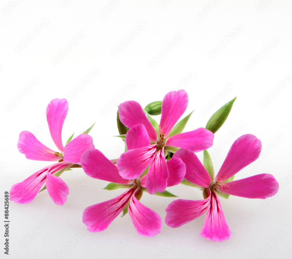 Geranium Flowers