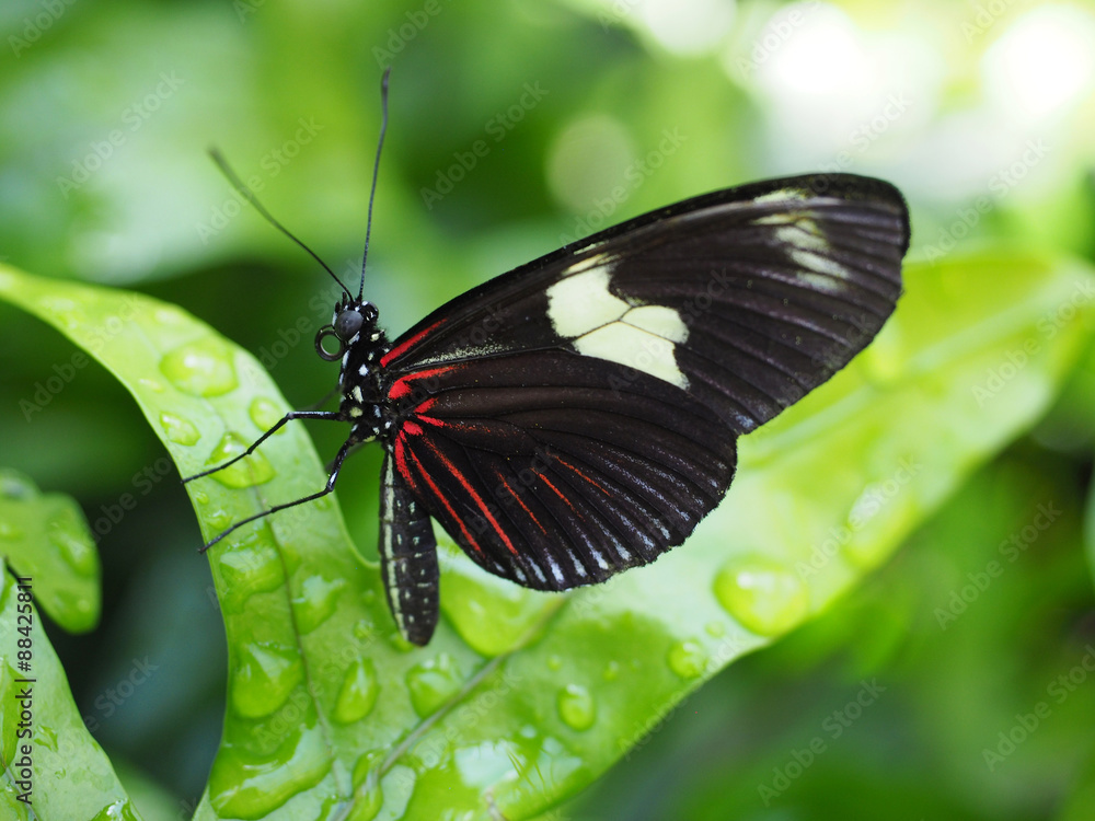 Closeup of Black and Red Doris Butterfly Closeup of Black and Red Doris Butterfly
