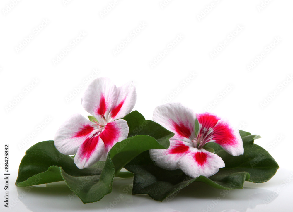 Geranium Flowers