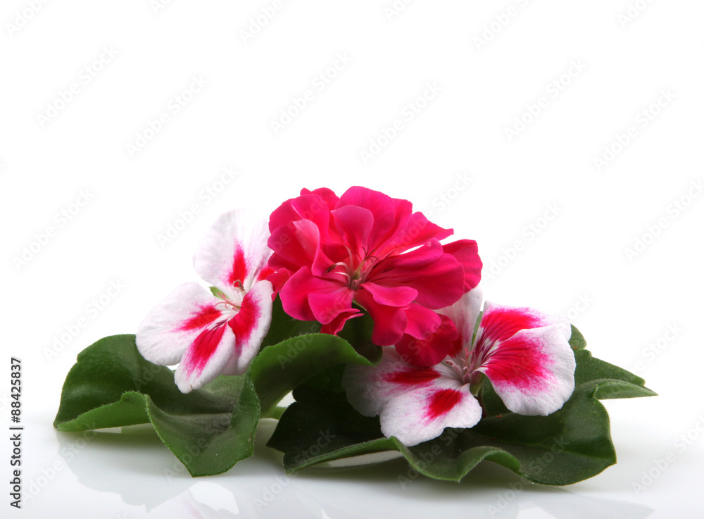 Geranium Flowers