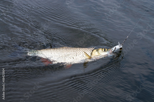 chub caught in the river