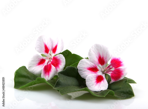 Geranium Flowers