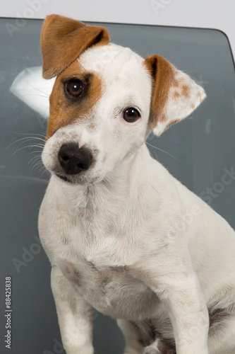 Jack Russell Terrier in front of grey background © OceanProd