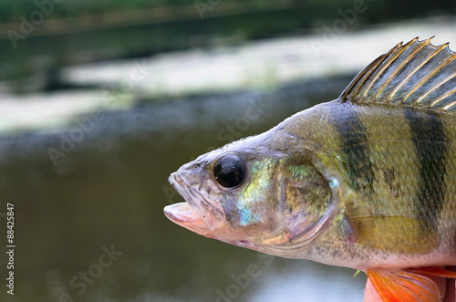 perch fish head closeup