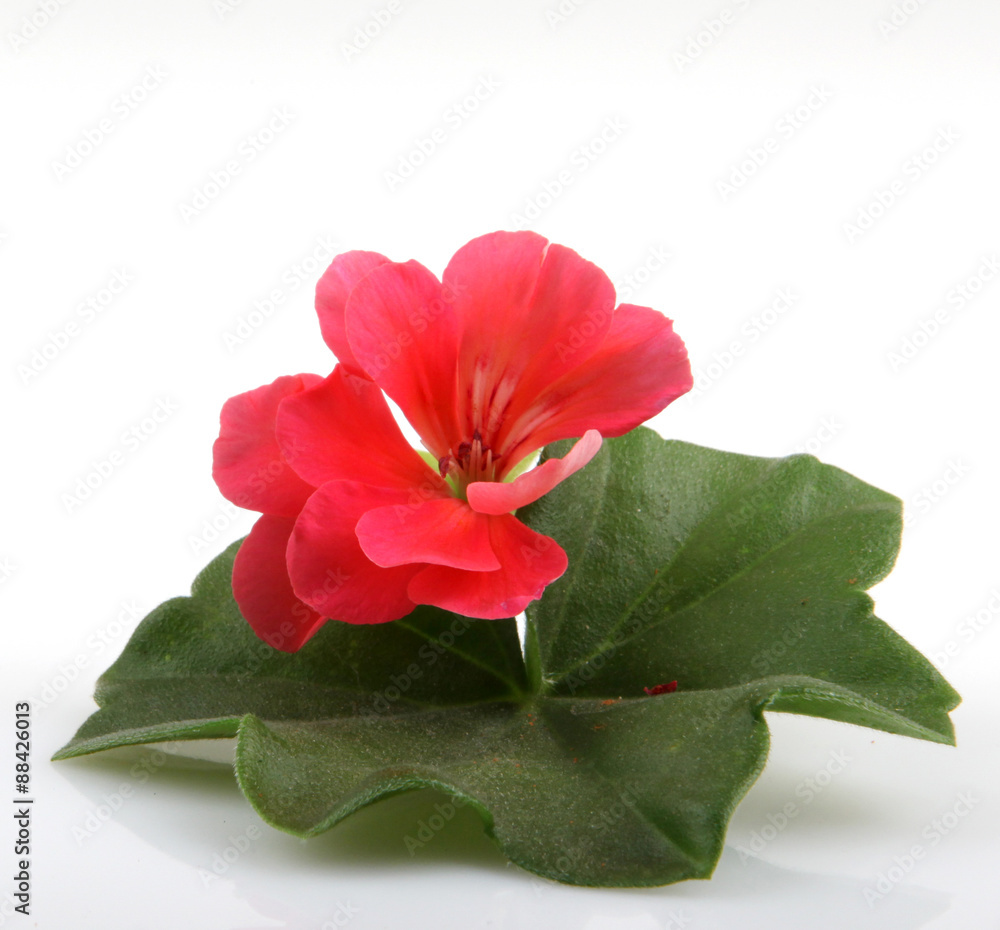 Geranium Flowers Geranium Flowers