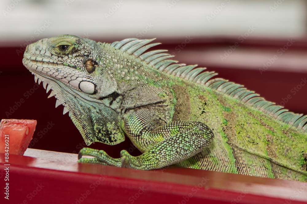 Iguana lizard portrait close-up Iguana lizard portrait close-up