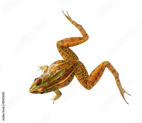 Southern Leopard Frog Isolated on White
