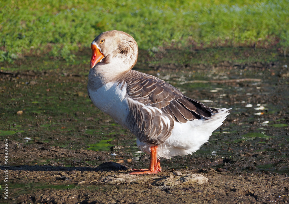 Portrait of grey domestic goose on natural background Portrait of grey domestic goose on natural background