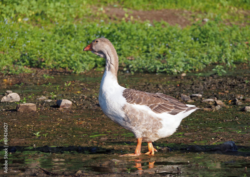 Portrait of grey domestic goose on natural background