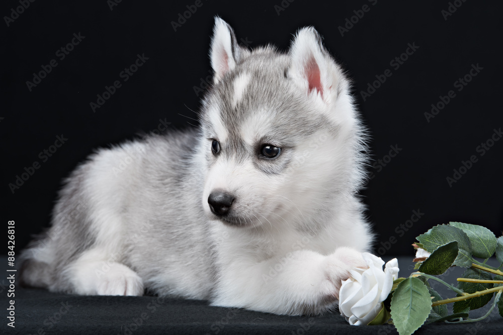 Cute little puppy of syberian husky Cute little puppy of syberian husky